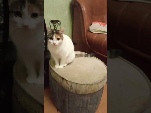 Г.Каз-ь!-Я-Олег,М.Св-а,2-К Ася,Буся!-Лапушка,Ну-ка Скажи Быстро!-Лапушка,Ну И Я Лапочка-Так Ну И Так