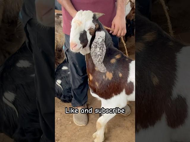 AJMER BAKRA MANDI LIVE UPDATE COVER WITH PRICE RAJASTHAN BIGGEST MANDI