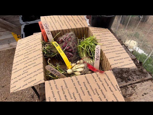 Surprise! 300+ onion starts!