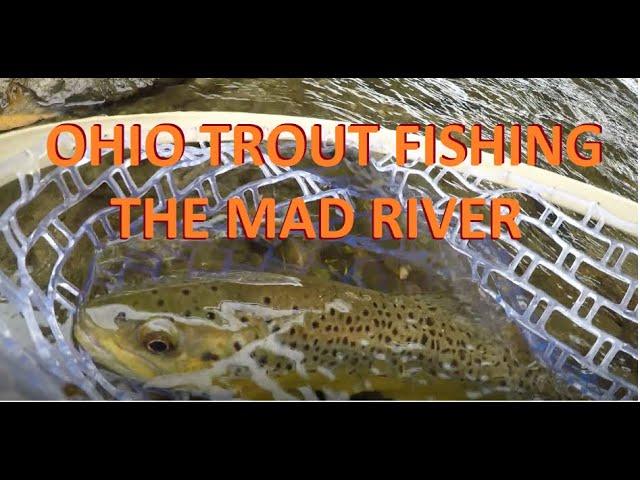 Chasing Big Ohio Brown Trout! (Mad River)