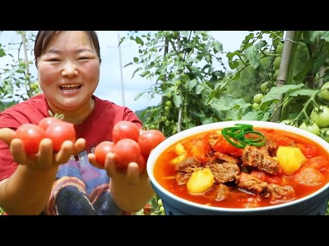 [Xia Jie in northern Shaanxi] The tomatoes in the field have grown a lot. Xia Jie picked a basket a