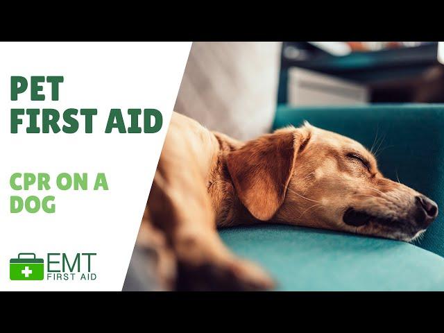 Dog CPR | Pet First Aid  | EMT First Aid Training