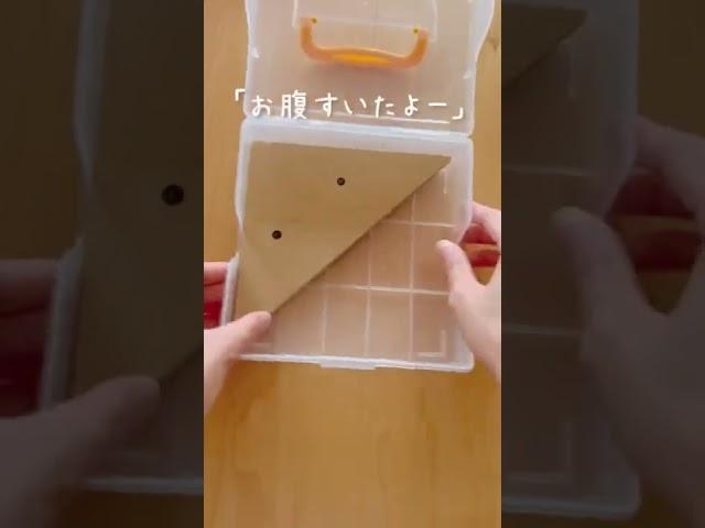 ふざけた声を出してゴメンなさい子どもは喜んだよ折り紙の初めの練習にぜひ基本の折り方をマスターすれば、どんどん上達します‍️ #shorts #子育て #育児 #折り紙