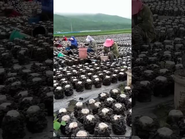 This EASY Mushroom Farm Makes Money in Just 10 DAYS! 