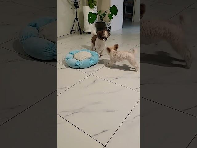 초코오빠랑 장난치기