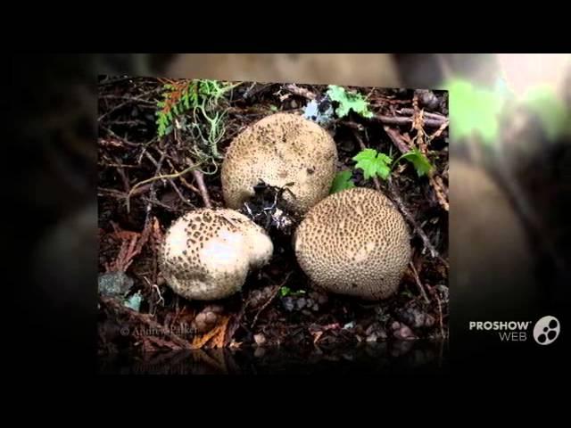 Lycoperdon subcretaceum - fungi kingdom