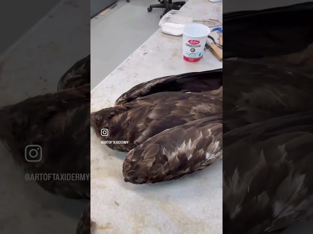 Golden Eagle, crop content removal. Part 1