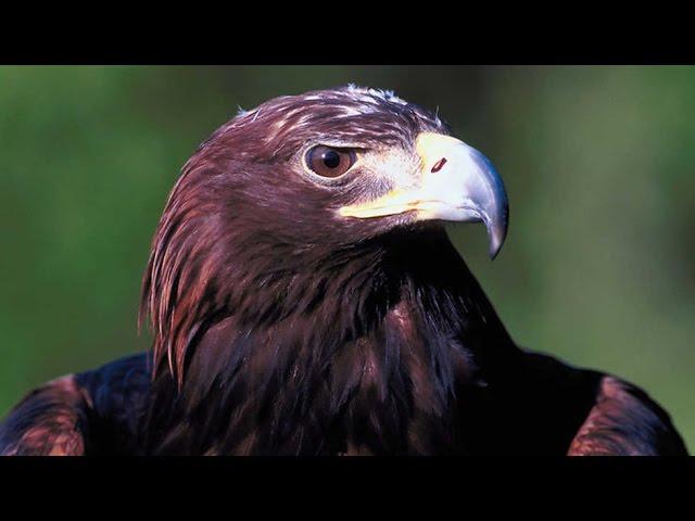 Grandes documentales - El Rey de las montañas: El águila real