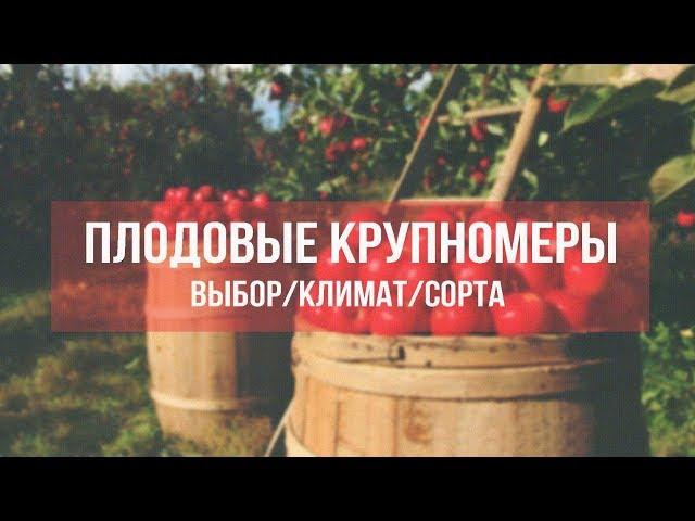 Как выбрать плодовые крупномеры: сорта, климат, подвои, плодоношение?