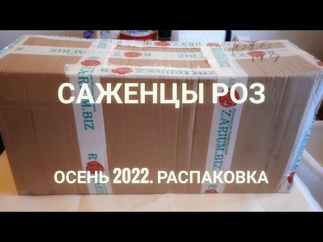 Саженцы роз. Осень 2022. Распаковка