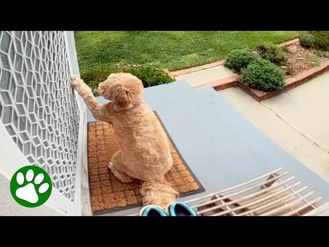 Dog Knocks On Neighbour’s Door For The Sweetest Reason