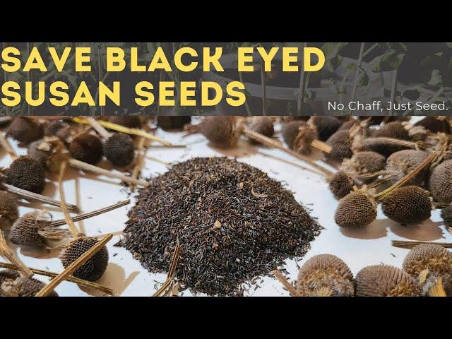 How To Save & Collect Black Eyed Susan Seeds