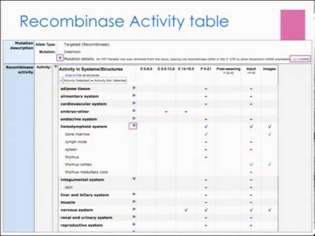 cre-lox and cre recombinases in Mouse Genome Informatics: worksheet module 2