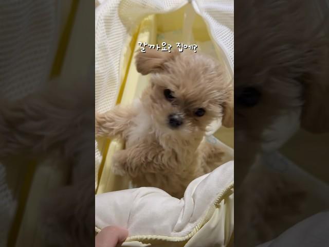 자동차 안에서 기절한 말티푸