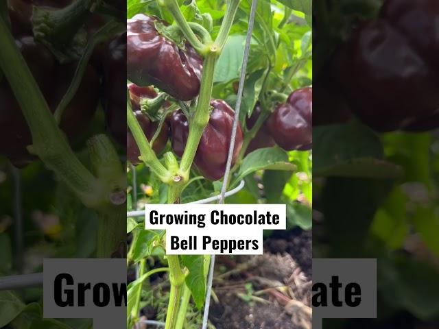 How To Grow More Than What The Grocery Store Has When You Start A Garden|#inmygarden #organicgarden