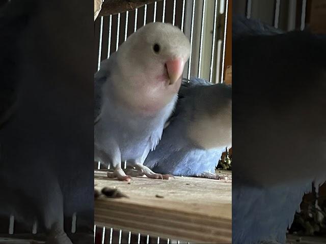 Täubchen und Gizmo Lovebird Parrot Bird Pet Papagei