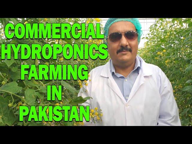 Commercial Hydroponics Farming in Pakistan - The Truth