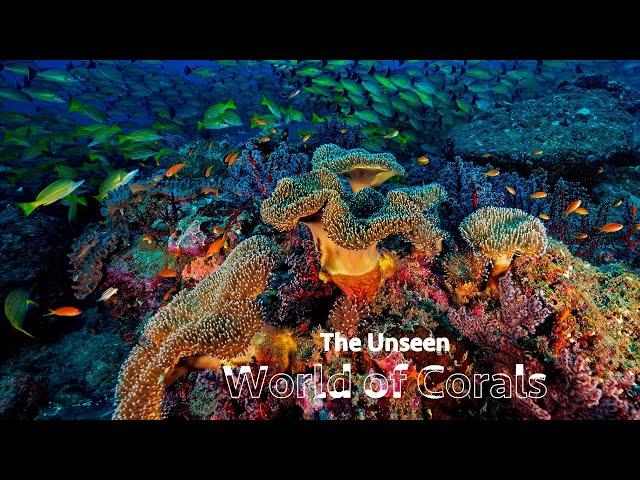 The Unseen World of Corals