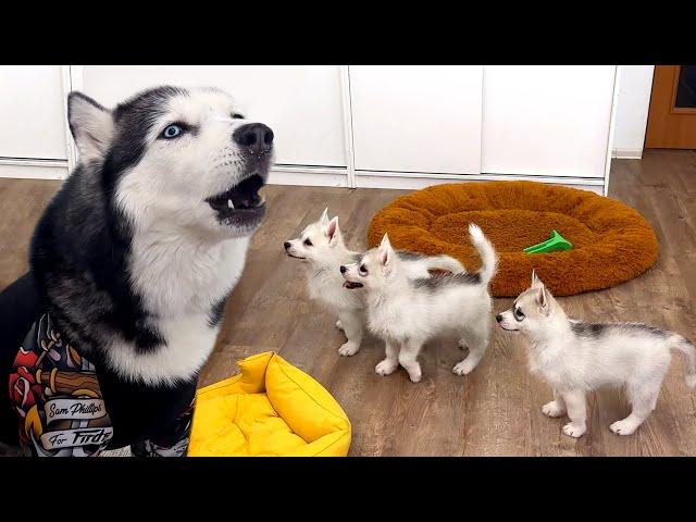 Talking Husky Teaches Tiny Puppies to Sing