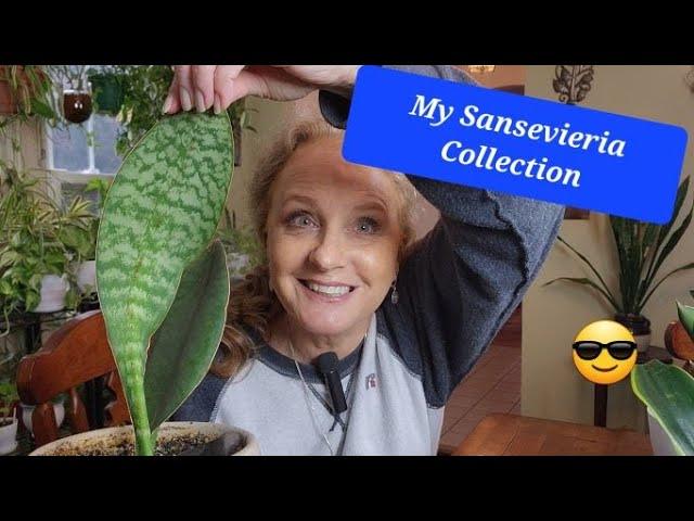 Check Out My Sansevieria Collection!!!