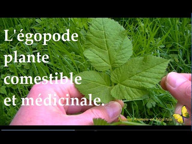 L'égopode, plante sauvage comestible et médicinale, bonne pour vos salades.