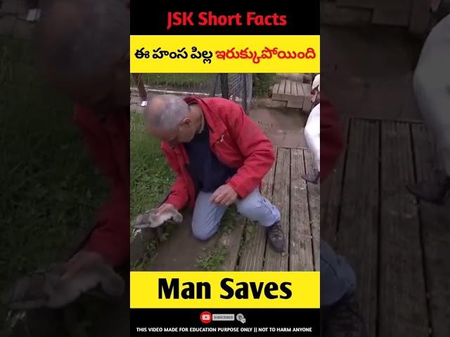 Man Saves Baby swan | JSK Short Facts | #shorts #ytshorts #rescue