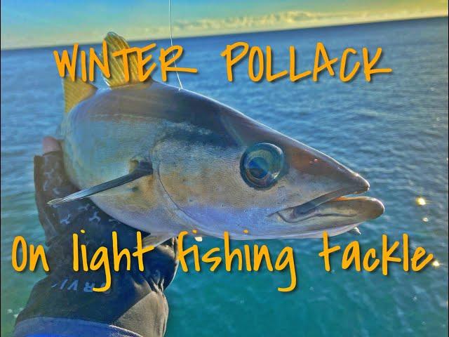 Lure Fishing Rocks Ireland - BIG winter POLLACK on LIGHT TACKLE