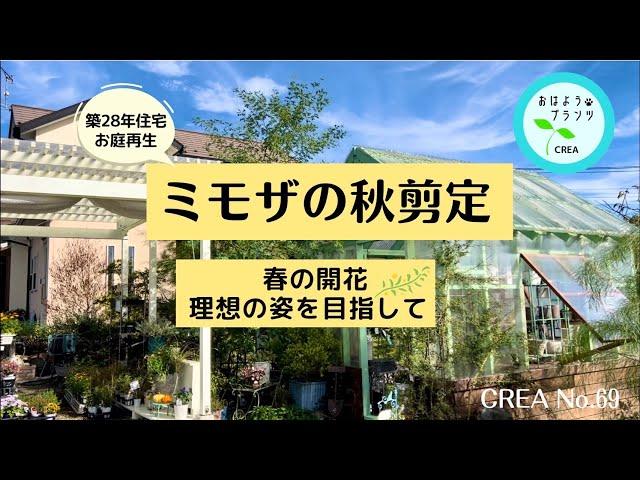 ミモザ来春素敵にお花が咲くように秋剪定おすすめ秋の庭花No.69/2024.1031撮影