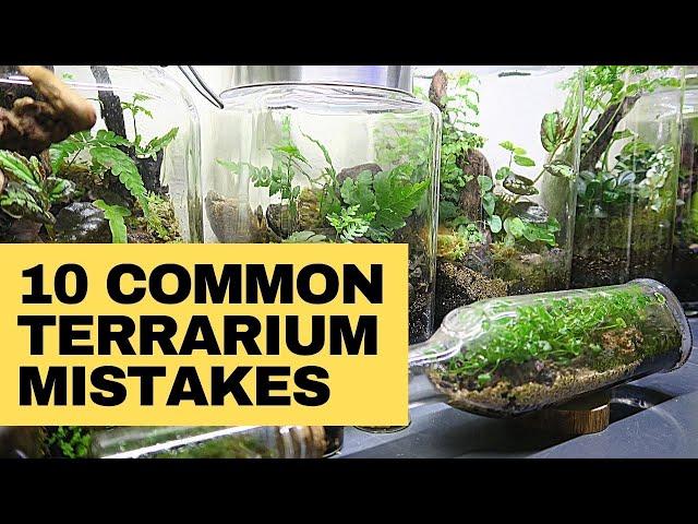 Closed terrarium mistakes and how to avoid them