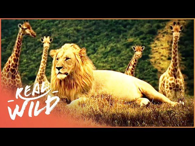 The Animals Of The African Plains | Animal Society | Real Wild