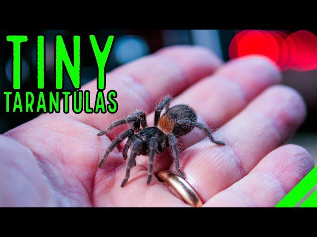 Top 10 DWARF Tarantulas! YOU NEED a Tiny Tarantula