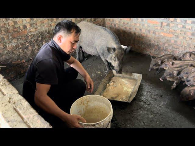 The wild boars grew so fast that Jhony had to make extra troughs for them.