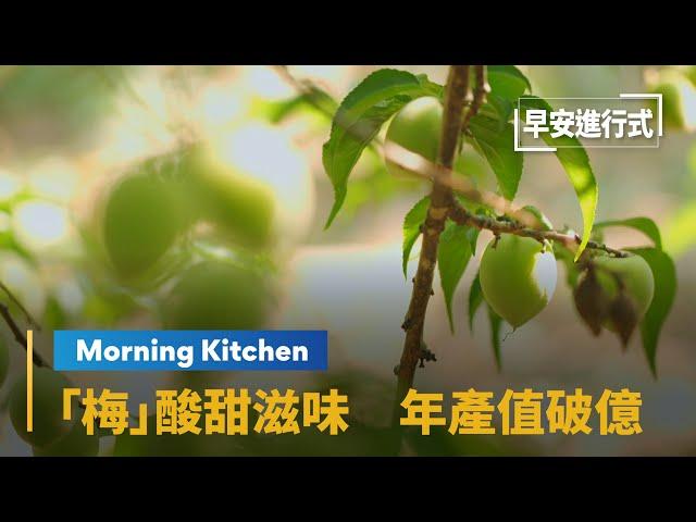 【Morning Kitchen早安廚房】春天枝頭一抹翠綠！　「梅」酸甜滋味　年產值破億 From Farm to Table-Plum｜早安進行式 #鏡新聞