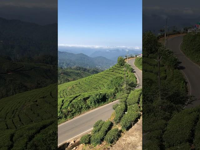 Idukki Munnar #trending #travel