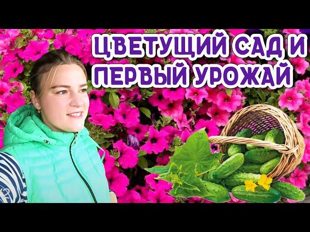 Урожайный сад и огород своими руками | Дачные советы