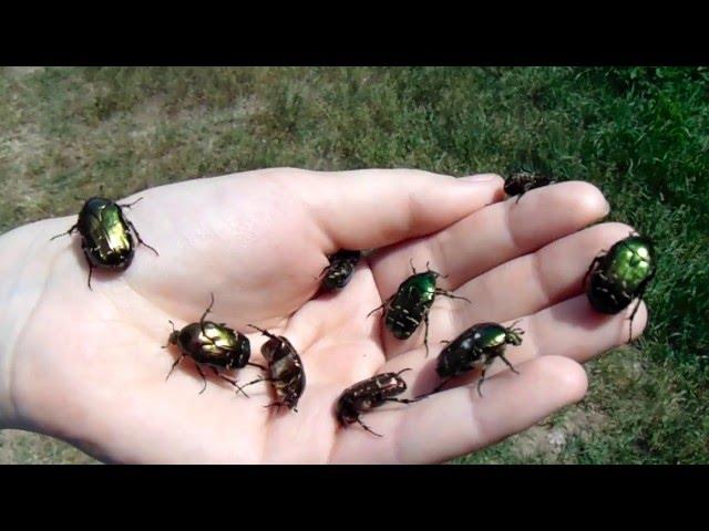 Взлет бронзовок золотистых (Cetonia aurata)