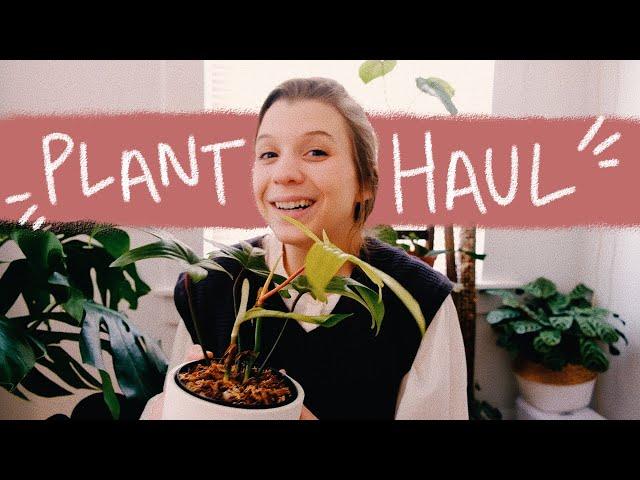 adding more plants to my collection  | collective houseplant haul