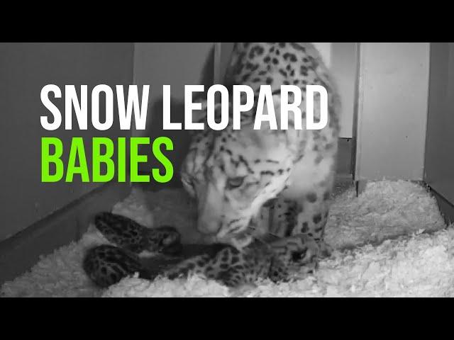 Pawsitively Precious: Zoo Welcomes Snow Leopard Cubs