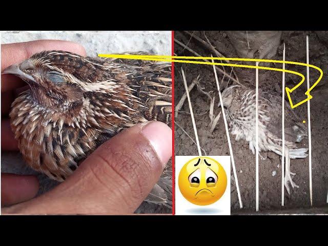 Death of quail in my hand and digging a grave || Mian inventions