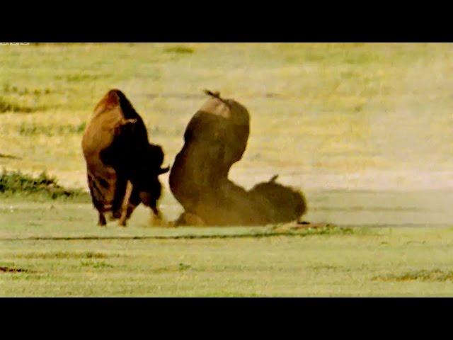 Deadly Buffalo Fight for the Females | Animal Attraction | BBC Earth