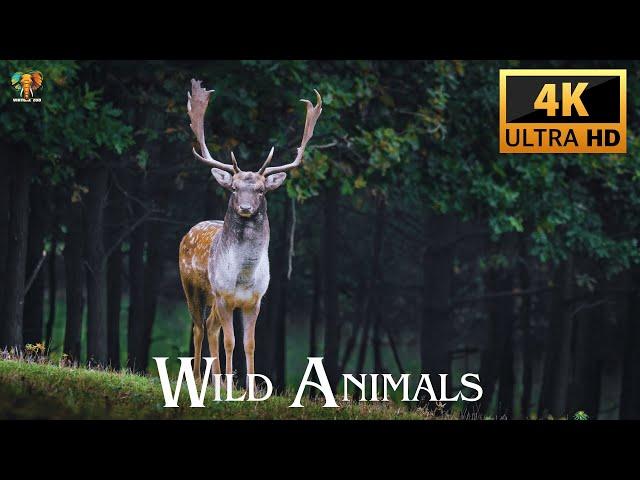 Incredible 4K Wild Animals Videos