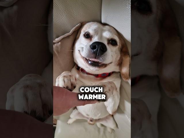 What you REALLY get when you own a beagle #beagle #beaglerelated #funnydogs #dogs #doglife #doglover