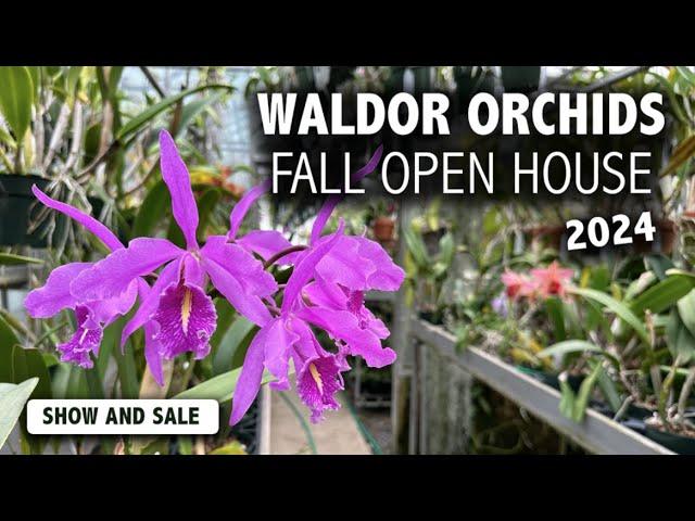 Waldor Orchids Fall Open House 2024 | AMAZING Guest Vendors from across the US + Gorgeous Blooms!