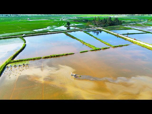 Hoi An Rice Fields Drone Footage - DJI Mini 4 Pro [FULL FLIGHT]