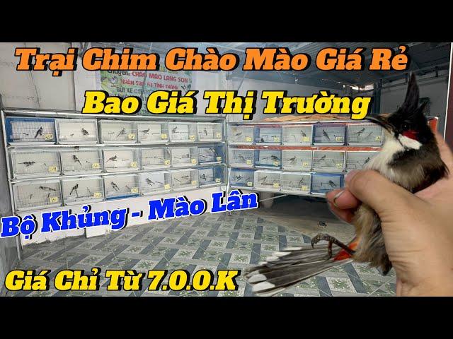 24-11. TRẠI CHIM CHÀO MÀO G.I.Á RẺ. BAO G.I.Á THỊ TRƯỜNG. BỘ KHỦNG MÀO LÂN. G.I.Á CHỈ TỪ 7.0.0.K.