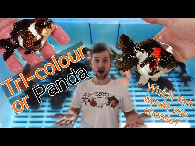 Grading Panda & Tri-colour Oranda @StarFisheriesUK | Selecting Goldfish | AMAZING Quality