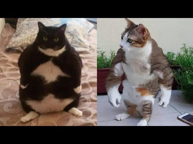  The Cats FUNNIEST Videos, try not to laugh  Funny cats moments