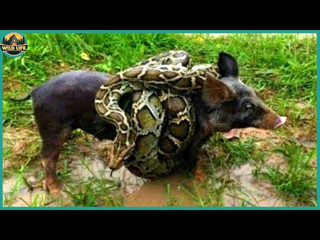 8 Crazy Vicious Hunting Moments Of Savage Anacondas