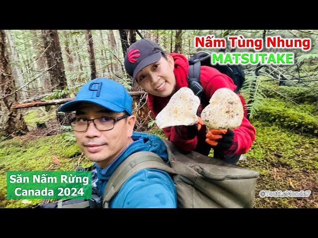 2VC lại vào rừng săn nấm TÙNG NHUNG, một ngày nắng đẹp tuyệt vời 1890》 Pine Mushrooms | Matsutake