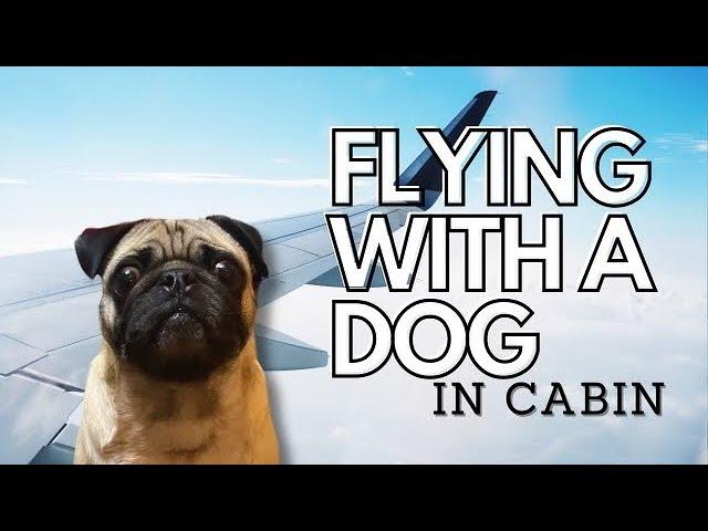 Flying With a Dog In Cabin | Our Experience